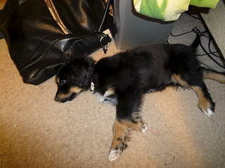 1920 X 1440 584.4 Kb нужен совет знатоков:на кого она похожа