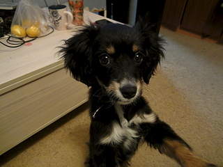 1920 X 1440 138.8 Kb 1920 X 1440 584.4 Kb нужен совет знатоков:на кого она похожа