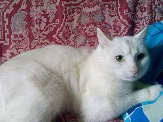 604 X 453 63.8 Kb 604 X 453 44.4 Kb 604 X 453 48.3 Kb 453 X 604 55.6 Kb найден белый кот с желтыми глазами ищем хозяина