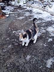 453 X 604 106.2 Kb 454 X 604 111.4 Kb Котенок на улице. Нужен куратор!