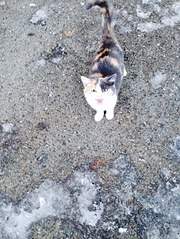 454 X 604 101.0 Kb 453 X 604 106.2 Kb 454 X 604 111.4 Kb Котенок на улице. Нужен куратор!