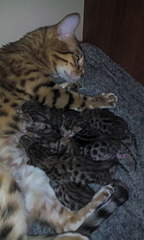 960 X 1600 213.3 Kb 960 X 1600 241.8 Kb 