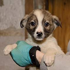 603 X 604 57.0 Kb  -   