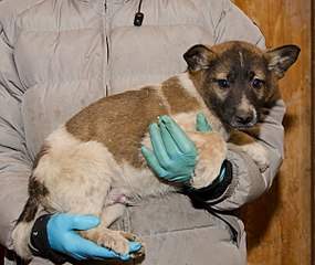 604 X 507 63.5 Kb  -   