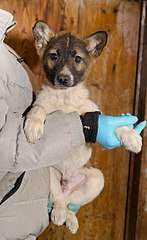 370 X 604 43.4 Kb  -   