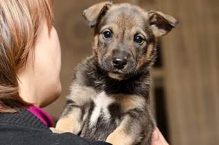 604 X 400  49.9 Kb  -   