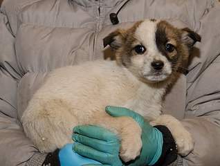 604 X 455 52.3 Kb  -   