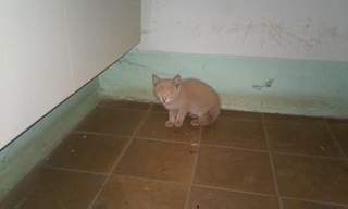 1920 X 1152 299.5 Kb  