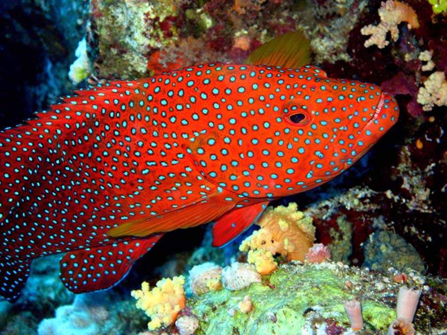 Большие красивые рыбы. Красный Групер. Красный коралловый Групер. Рыба корис клоун. Групер полосатый.