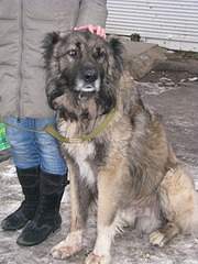 1920 X 2560 359.6 Kb  !  !