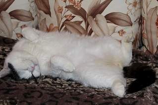 604 X 403 48.5 Kb 604 X 403 32.9 Kb Особенный кот в ответственные руки