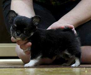 960 X 793 44.0 Kb 949 X 801 71.7 Kb 1920 X 1277 498.3 Kb   