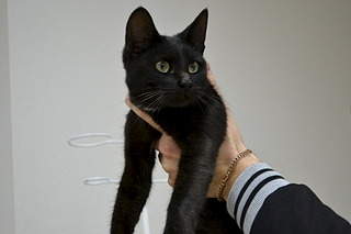 320 x 213 320 x 213 Молодой черный котик в поисках своего нового дома