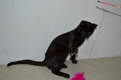 399 x 266 Молодой черный котик в поисках своего нового дома