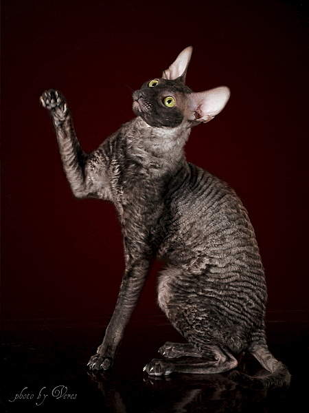 900 X 1200 400.2 Kb  .