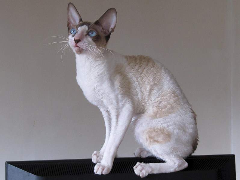 1920 X 1442 411.6 Kb  .