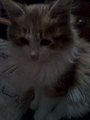 768 X 1024 59.1 Kb 768 X 1024 64.4 Kb  