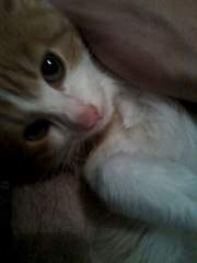 768 X 1024 63.0 Kb 768 X 1024 58.8 Kb 768 X 1024 59.1 Kb 768 X 1024 64.4 Kb  