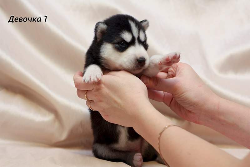 1280 X 853 102.8 Kb 1280 X 989 238.4 Kb                 