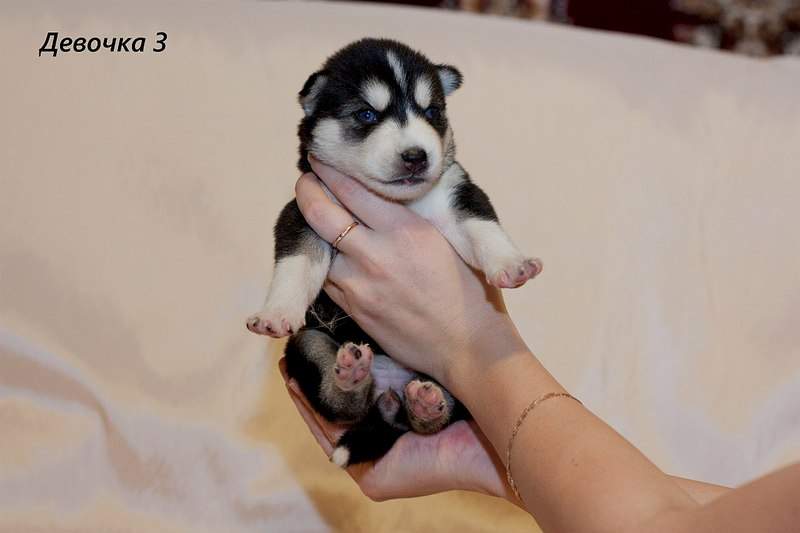 1280 X 853 100.7 Kb 1280 X 853 100.1 Kb 1280 X 853 102.8 Kb 1280 X 989 238.4 Kb                 