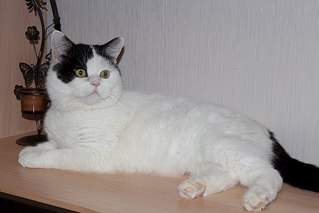 604 X 403 32.9 Kb 604 X 403 48.5 Kb Кот Пуфик в ответственные и знающие руки