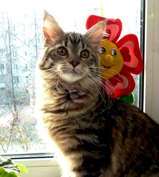 1081 X 1204 524.9 Kb -  