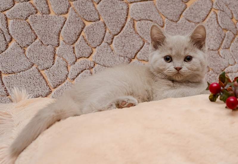 1920 X 1323 162.8 Kb  !  'L'