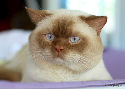 490 X 347  38.1 Kb  !  "L"