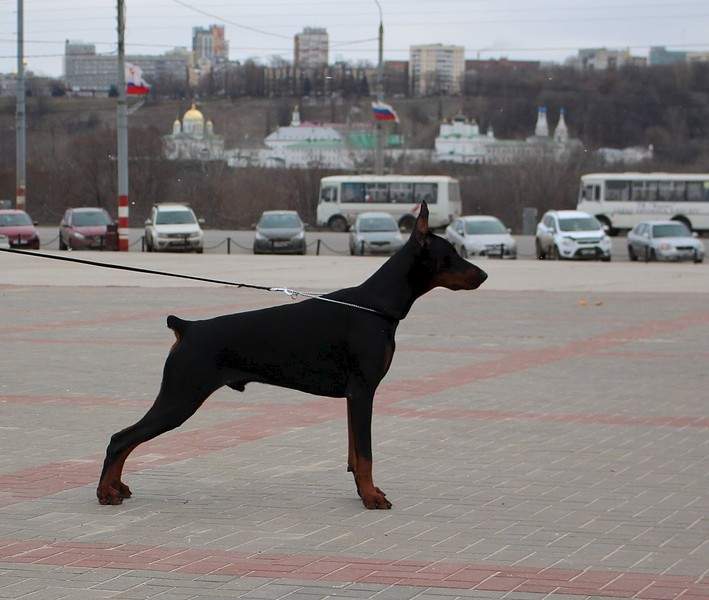 1175 X 994 203.0 Kb 1920 X 1280 738.0 Kb 15-16  2-CACIB .  