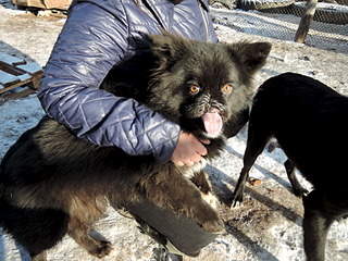 1920 X 1440 814.7 Kb 1920 X 1440 490.7 Kb 1920 X 1440 509.4 Kb Помощь собачке без верхней челюсти.