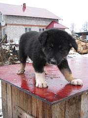 1920 X 2560 963.8 Kb   !