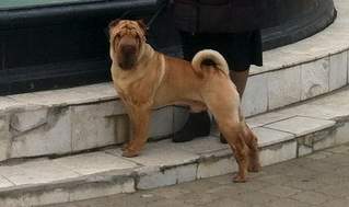 619 X 367 135.1 Kb 15-16  2-CACIB .  