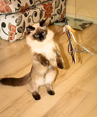 1920 X 2311 895.6 Kb 1920 X 1280 666.5 Kb Поможем котику