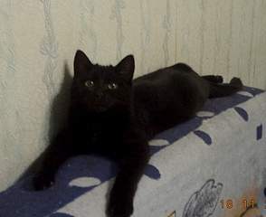 1904 X 1551 111.7 Kb Черный котик в поиске дома
