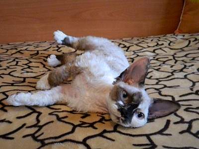 1920 X 1440 430.9 Kb  -