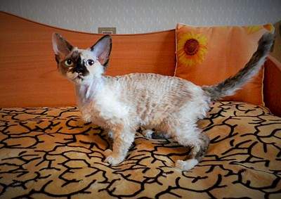 1920 X 1359 481.5 Kb 1920 X 1440 430.9 Kb  -