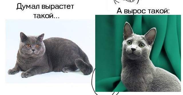 640 x 333 Кошечка Скоттиш-фолд ищет котика(Шотландская вислоухая)