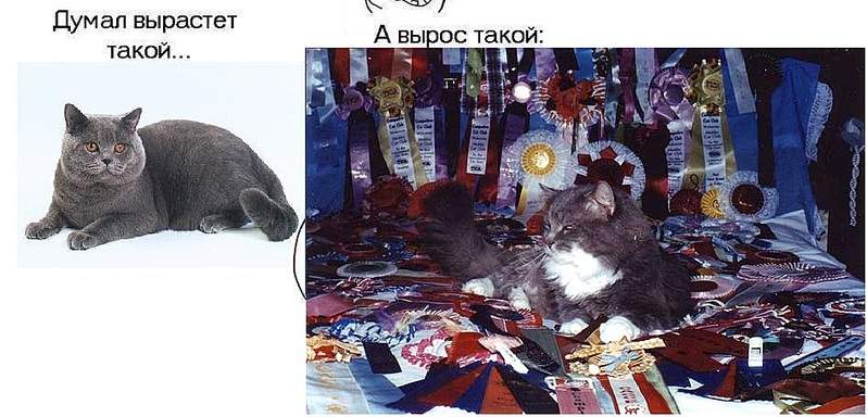 946 X 455 159.7 Kb Кошечка Скоттиш-фолд ищет котика(Шотландская вислоухая)