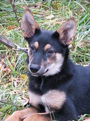 1920 X 2560 363.2 Kb Практически мини "овчарка" очень нуждается в доме