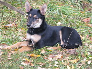 1920 X 1440 956.4 Kb 1920 X 2560 363.2 Kb Практически мини "овчарка" очень нуждается в доме