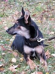 1920 X 2560 527.1 Kb 1920 X 1440 956.4 Kb 1920 X 2560 363.2 Kb Практически мини "овчарка" очень нуждается в доме