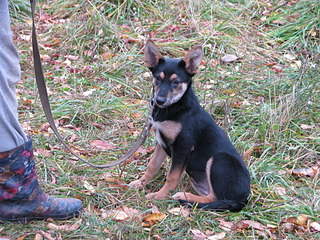 1920 X 1440 496.3 Kb 1920 X 2560 527.1 Kb 1920 X 1440 956.4 Kb 1920 X 2560 363.2 Kb Практически мини "овчарка" очень нуждается в доме