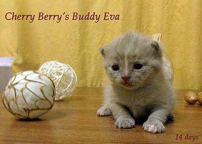 1920 X 1372 346.2 Kb 1920 X 1239 327.7 Kb    Cherry Berry's