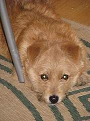 1920 X 2560 421.7 Kb ,     