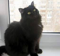 1274 X 1200 344.4 Kb Кошка Ася ищет дом.
