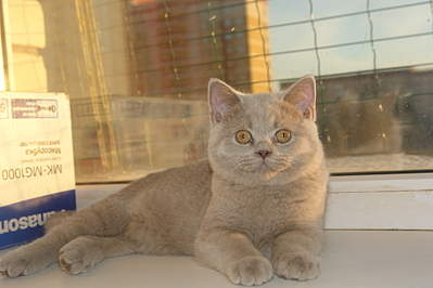 1920 X 1280 108.7 Kb 1920 X 1280  99.2 Kb Питомник'Gem Sweet'.Любимые британские ПЛЮШКИ. Продается лиловый котик.