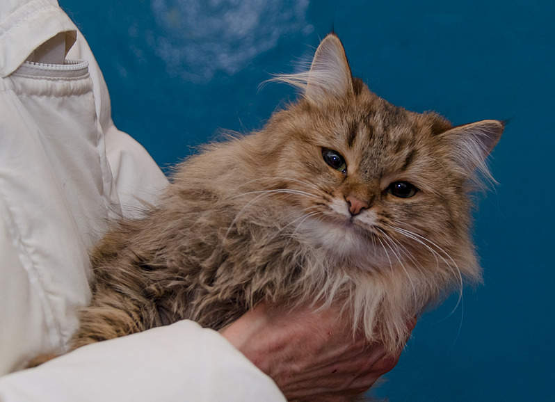 1920 X 1389 523.4 Kb Хорошенькая киска в поисках дома.