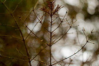 1920 X 1280 571.3 Kb 1920 X 1280 575.1 Kb  Nikon D3100kit ( -)+M42+++Helios 44-2
