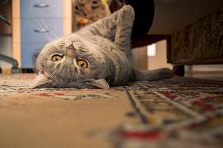 1920 X 1280 496.1 Kb  Nikon D3100kit ( -)+M42+++Helios 44-2