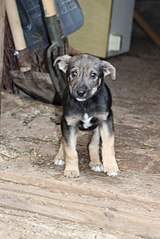 403 X 604 50.8 Kb  -   